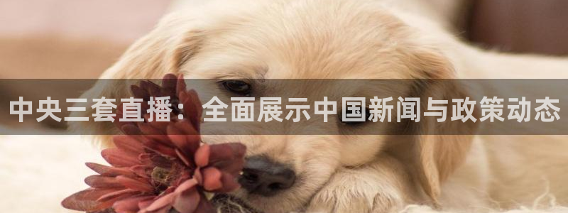 河豚直播：中央三套直播：全面展示中国新闻与政策动态